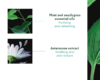 astera-concentrate-3